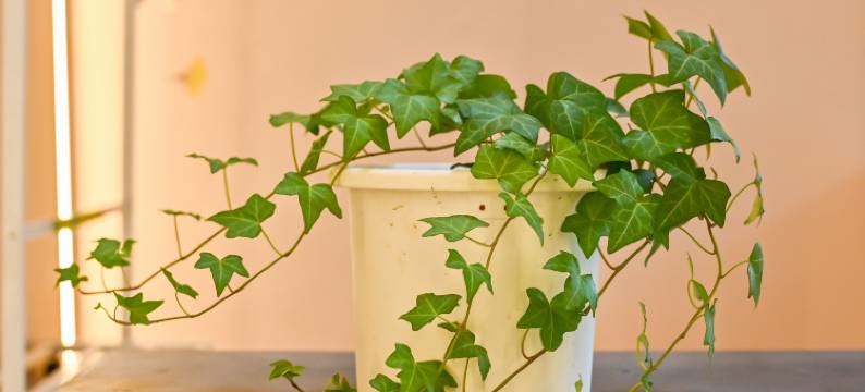 归途悠悠小筑(阳朔西街漓江店)图片