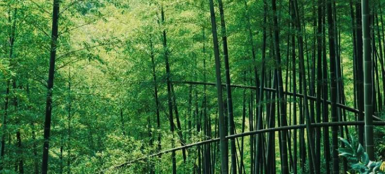 安吉直坞·亲子度假·团建轰趴·度假美宿(中国大竹海景区店)图片