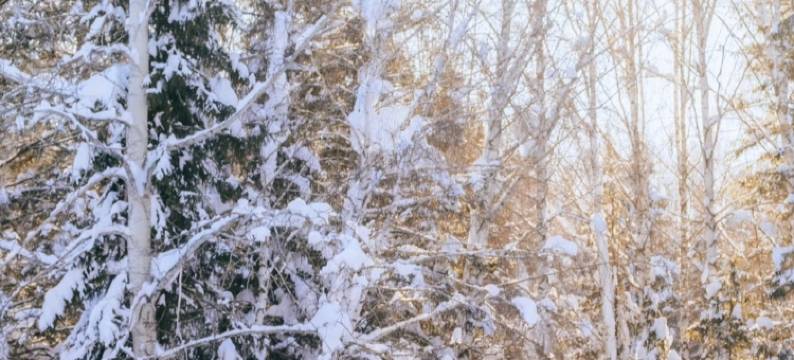 不如野·奢·林时有事Forest设计师度假民宿(喀纳斯景区店)图片