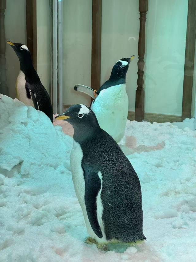 洲至奢选上海冰雪世界酒店图片