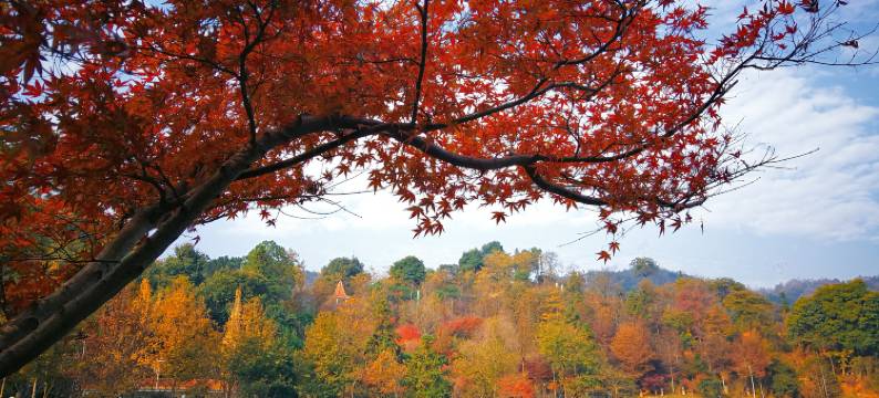 中盛假日酒店图片