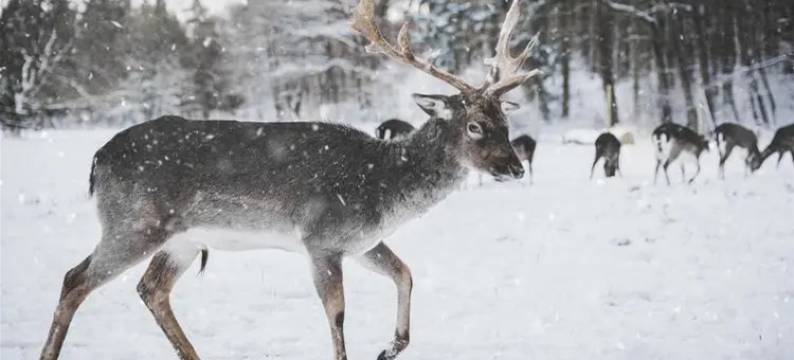 雪乡万嘉民宿图片