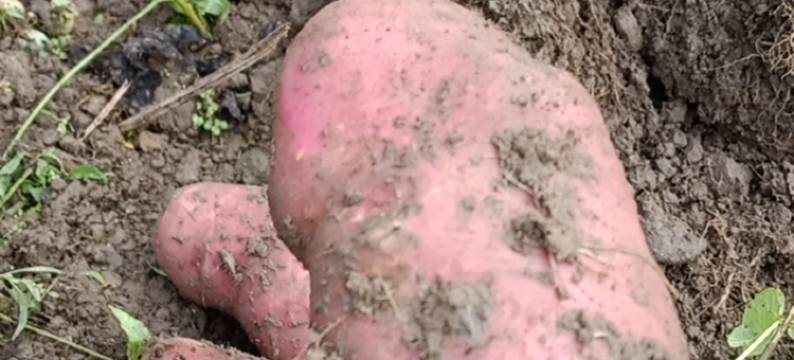 华尖山神树阁民宿图片