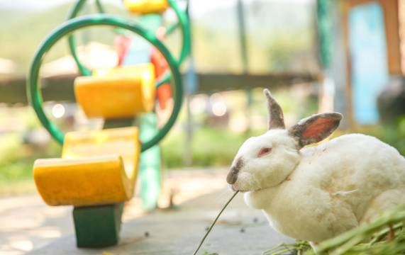 莫干山.山里猫居.森系温汤度假美宿图片