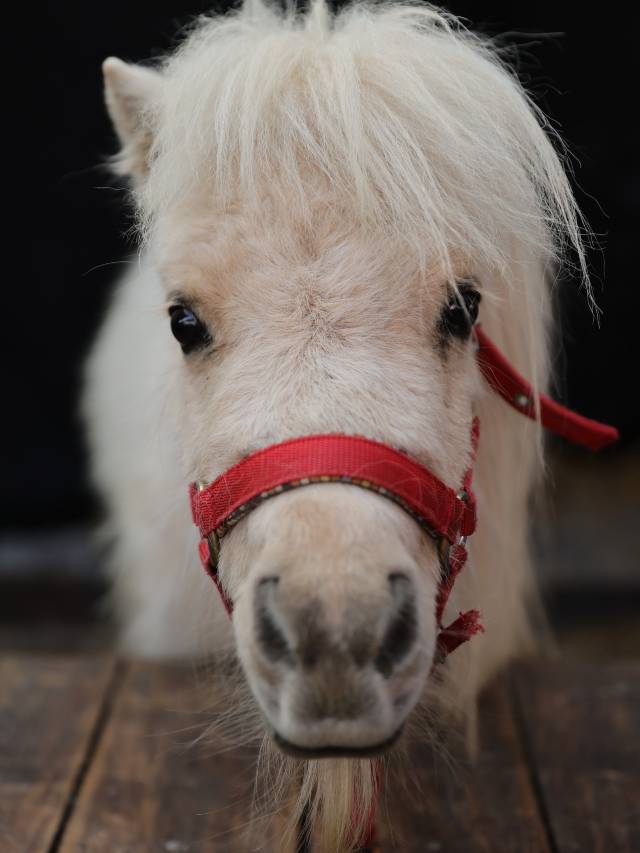 青城山路之绿谷度假酒店图片