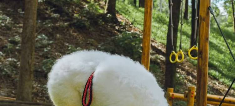 携程度假农庄(广州意境庄园联营店)图片