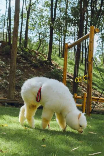 携程度假农庄(广州意境庄园联营店)图片