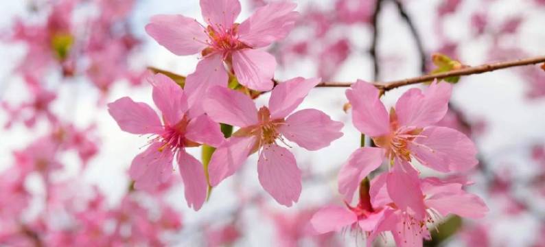 Elong R.YUN 艺龙瑞云酒店(武汉大智路地铁站江汉路步行街店)图片