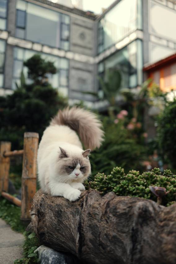 大理舍予·隐秘花园客栈图片