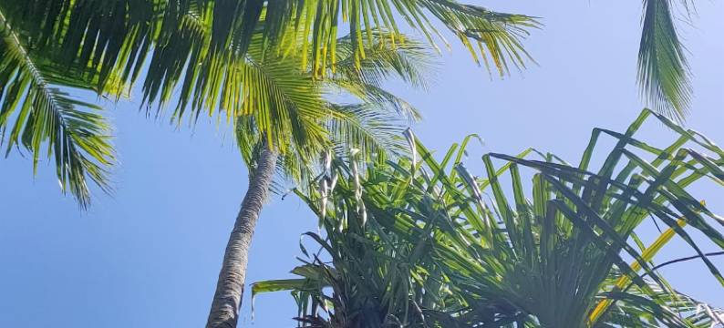 塞隆贝拉纳克蒂基小屋(Tiki Boutique Hotel Lombok)图片