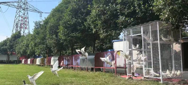 洛阳晨磊百花庄园民宿(科技大道店)图片