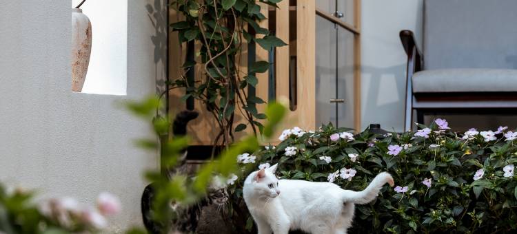 云禾·Holiday Villa｜设计师酒店(大理古城店)图片