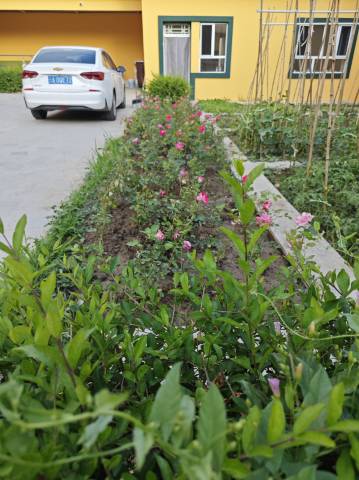 苏耶曼民宿(解忧公主薰衣草农场店)图片