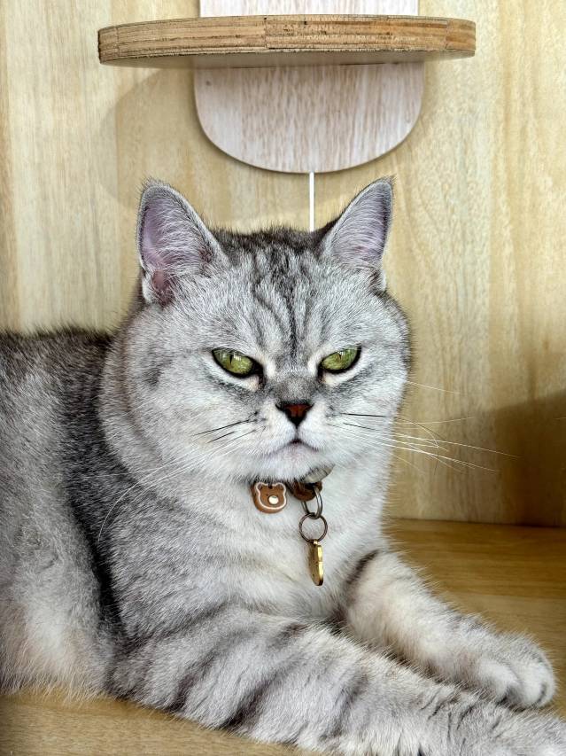 蜜悦·深圳莫奈花园海景度假美宿图片