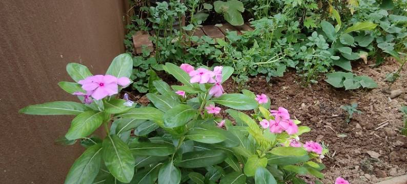 景洪怡然居客栈(告庄西双景店)图片