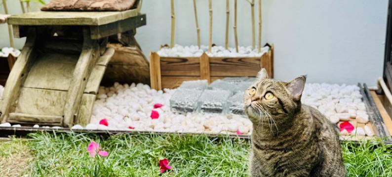 大理古城泊归·壹墅民宿(人民路店)图片