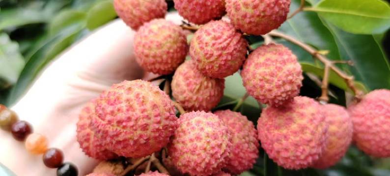 罗溪雅居民宿(罗洞工匠小镇店)图片