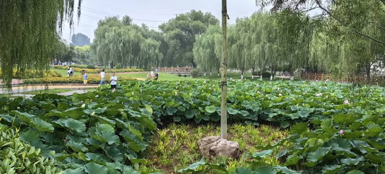 林州栀子花开民宿(致远大道店)图片