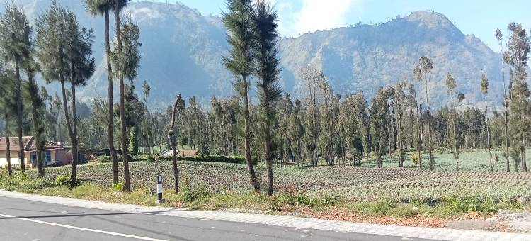 腾格尔英达瑟鲁尼布罗莫(Tengger Indah Seruni Bromo)图片
