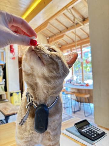 晏坐湖景清奢民宿(泸沽湖猪槽船游湖大落水村店)图片