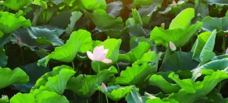 南京玄武饭店图片