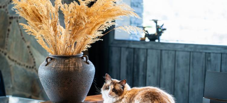 可可托海牧恬园(可可托海景区店)图片