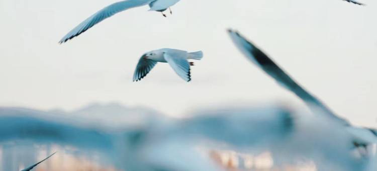 昆明滇池融创施柏阁酒店图片