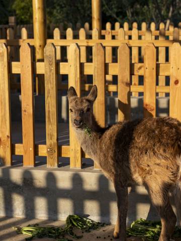 惠东金海湾嘉华度假酒店图片