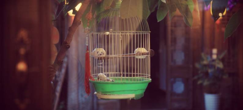 丽江古城佬树客栈图片