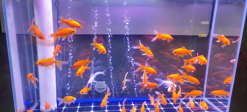 天下史馆文化酒店(西安大唐不夜城大雁塔地铁站店)图片