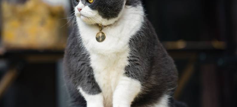 阆中孔家大院图片