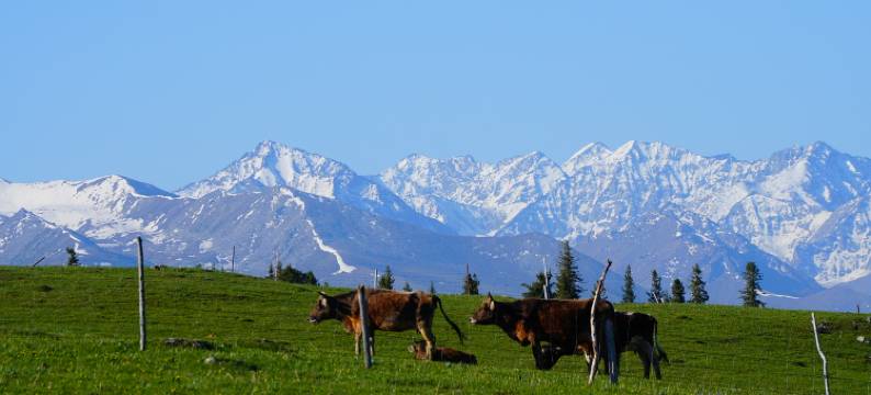 喀拉峻森禾营地图片