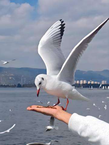 青岛览秀城海景桔子水晶酒店图片