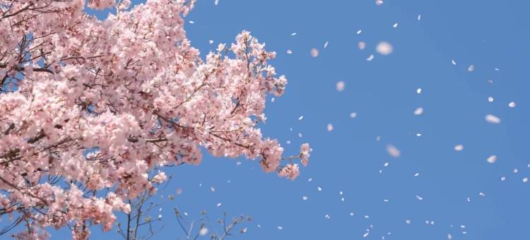 美豪丽致旗舰酒店 (武汉国际广场江汉路店)图片