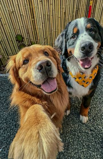 阿勒泰澜景酒店(阿勒泰雪都机场店)图片