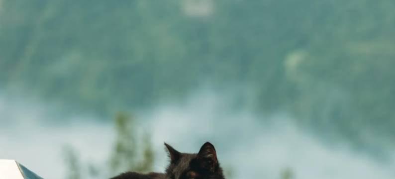 河畔·Garden设计师庭院度假民宿(禾木桥店)图片