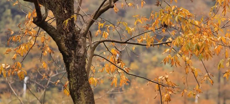 宁国·几里森林·影音MountainandCoffee 美宿(皖南川藏线板桥店)图片