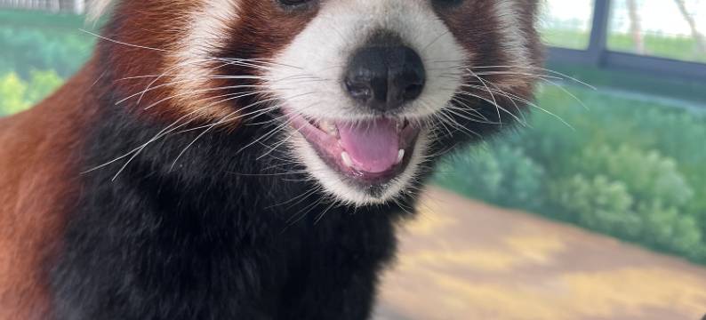 宿迁森迪部落树屋酒店图片