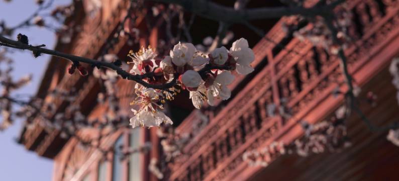 Hi伊犁·蓝巷民宿(伊犁老城喀赞其店)图片