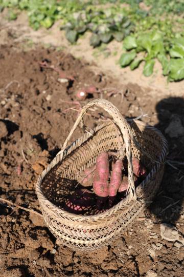 携程度假农庄安徽金寨大湾店图片