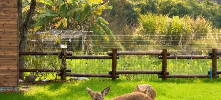 昔往•今来SOOOAN隐奢度假民宿(阳朔遇龙河店)图片