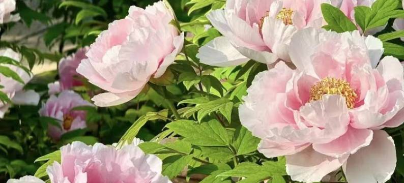 洛阳华墨逸致·Serenity轻奢悦享酒店(洛阳火车站国花路地铁站店)图片