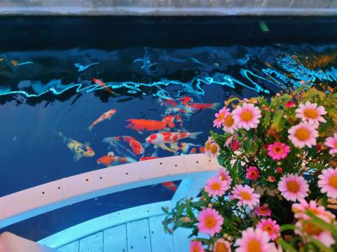 邂逅美宿·Sea Villa花园艺术主题民宿(崂山景区流清河沙滩店)图片