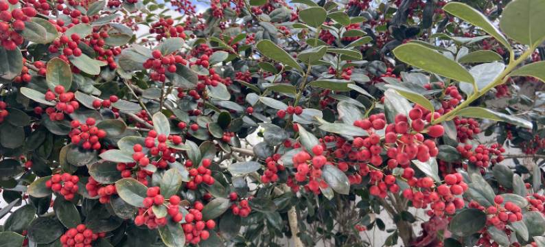 苏州青山隐民宿(太湖西山店)图片