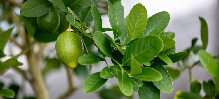 燕云枫栖民宿(宜兴窑湖小镇店)图片