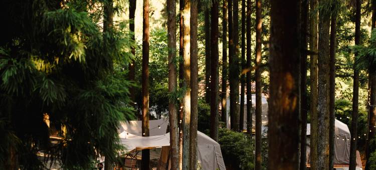 杉屿树森林营地(山王坪店)图片
