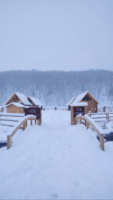 山屿林溪·白桦林雪山观景中古美学咖啡度假民宿(禾木老村店)图片