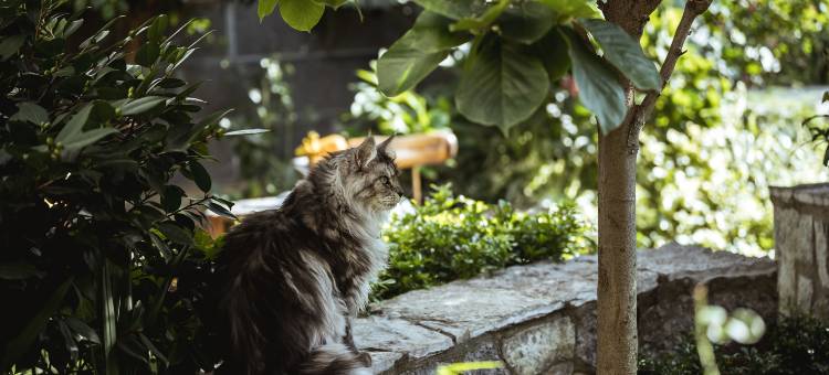 大理舍予·隐秘花园客栈图片