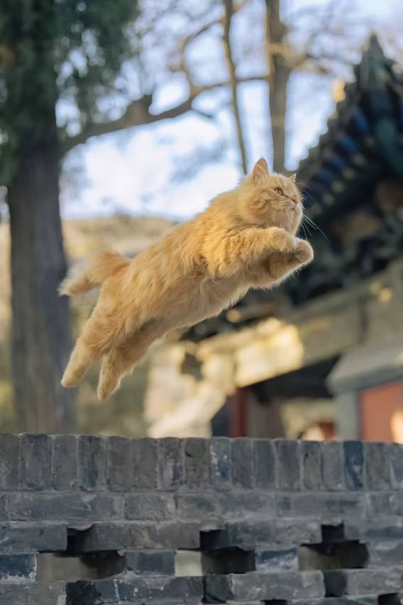 花筑·演真居四合院民宿(大同古城鼓楼店)图片