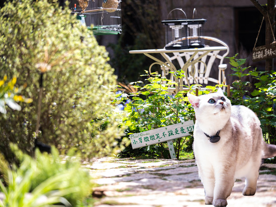 平潭岛YOOOO·长弓的喵花园旅拍民宿(龙王头沙滩店)